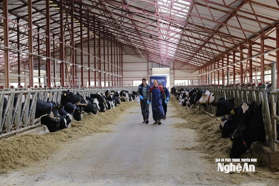 Tăng cường phòng chống dịch bệnh chăn nuôi, đảm bảo nguồn cung cuối năm