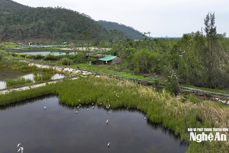 Yêu cầu xác minh, xử lý thông tin bài viết 'Chim trời, vẫn tìm đường… ra chợ' của Báo và phát thanh, truyền hình Nghệ An