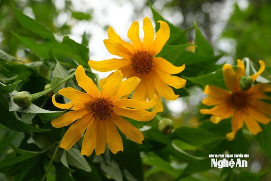 Tham quan mùa hoa dã quỳ 2025 tại Ba Vì: Hướng dẫn chi tiết cho chuyến đi trọn vẹn