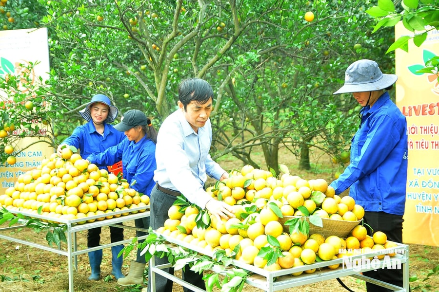 Ngành Nông nghiệp và Môi trường Nghệ An: Đẩy mạnh xúc tiến thương mại, mở rộng thị trường tiêu thụ sản phẩm nông, lâm, thủy sản