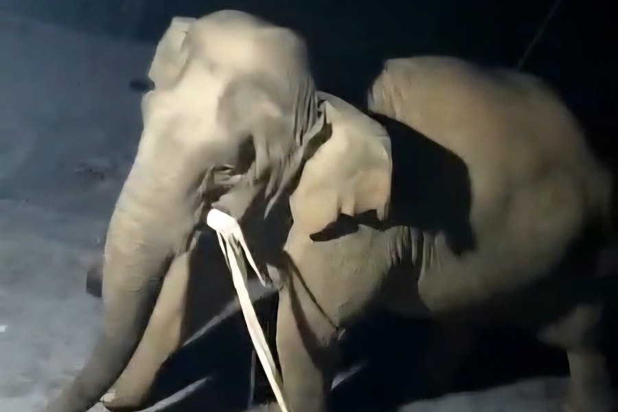 Voi rừng ở Nghệ An vào bếp nhà dân để lục tìm thức ăn