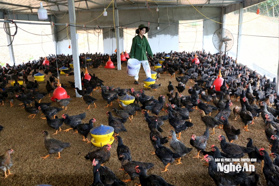 Chăn nuôi gà bằng đệm lót sinh học, mô hình kinh tế tuần hoàn trong xây dựng nông thôn mới ở xã Bình Minh
