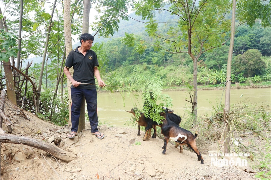 Chính sách phát triển kinh tế - xã hội miền núi hỗ trợ chăn nuôi ở vùng cao Nghệ An