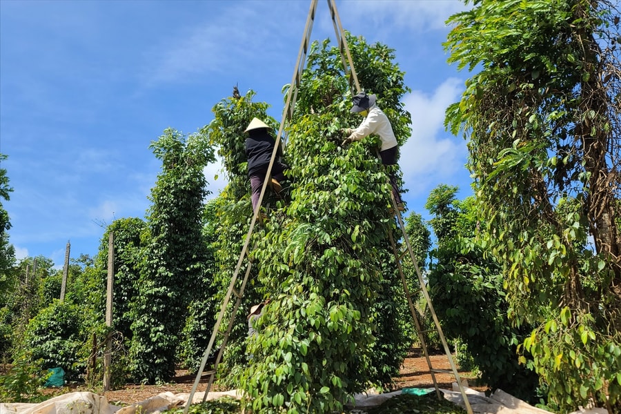 Giá tiêu hôm nay 15/11/2025 tăng 500 đồng, giá tiêu Ấn Độ giảm mạnh