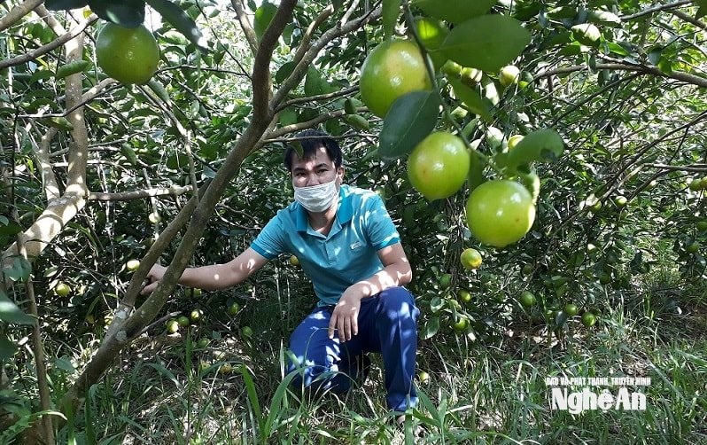 Chanh không hạt - giống mới hứa hẹn ở Nghệ An