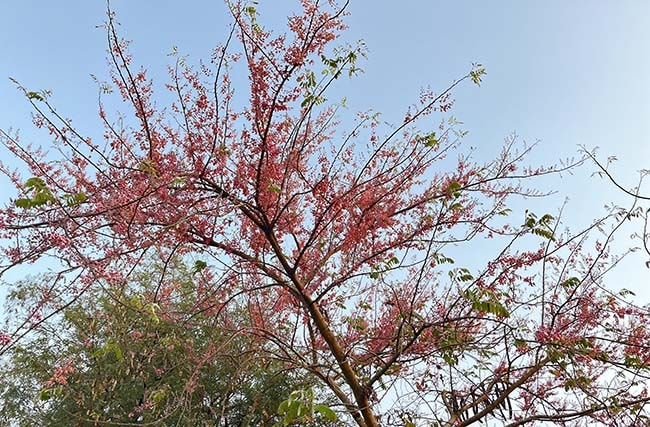 Truyện ngắn: Ô môi tím trong chiều