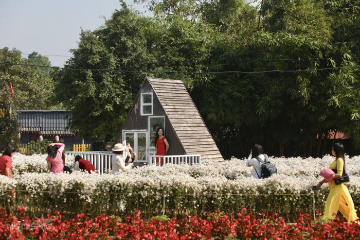 Bãi đá sông Hồng: mùa cúc họa mi và dòng người check-in