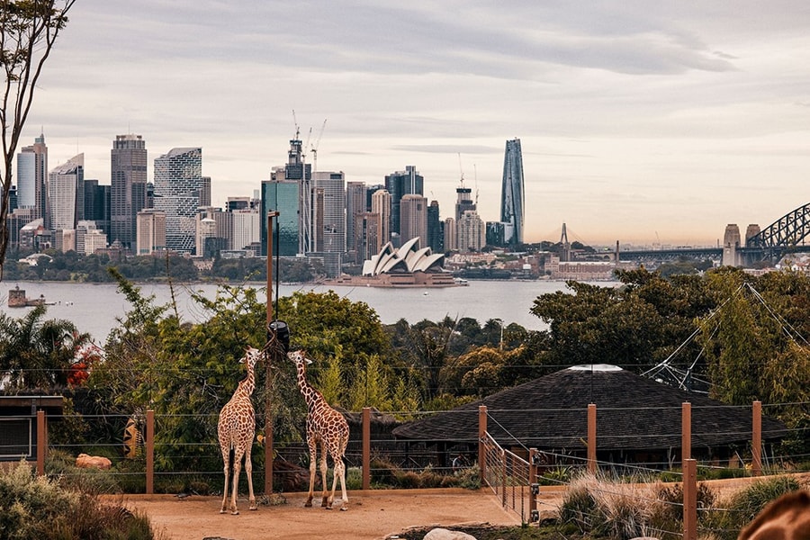 Sydney: 7 trải nghiệm từ bến cảng đến Blue Mountains