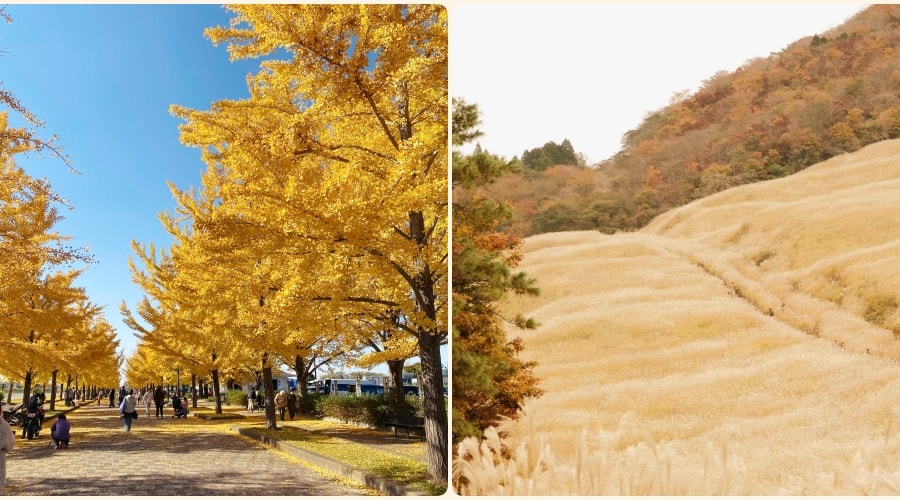 Hakone và Kazo: hành trình chữa lành mùa lá vàng cuối năm