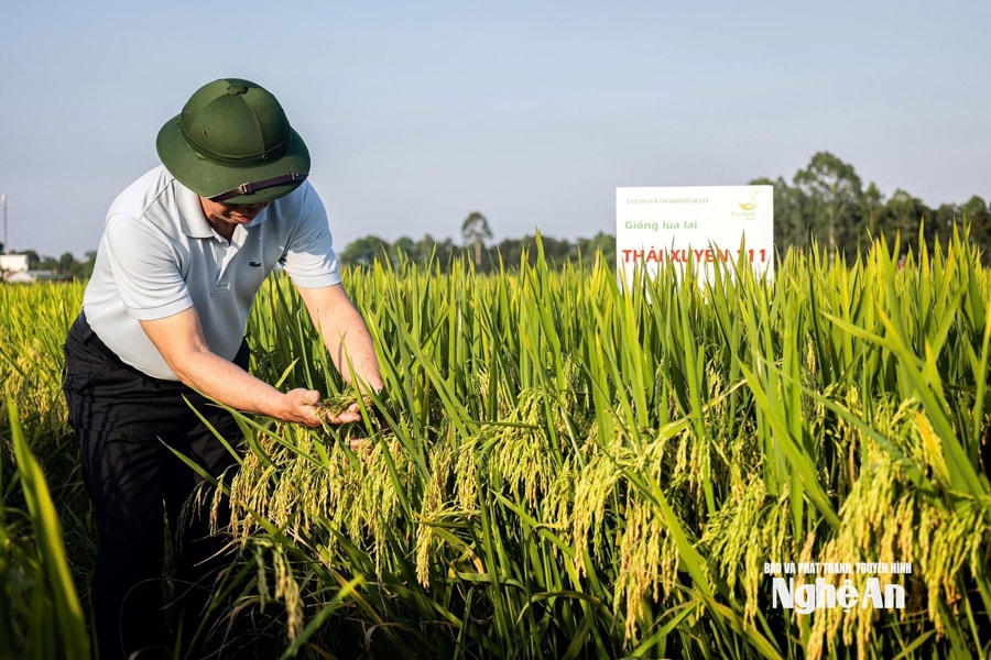 Thái Xuyên 111 - giống lúa ưu việt của vụ Xuân