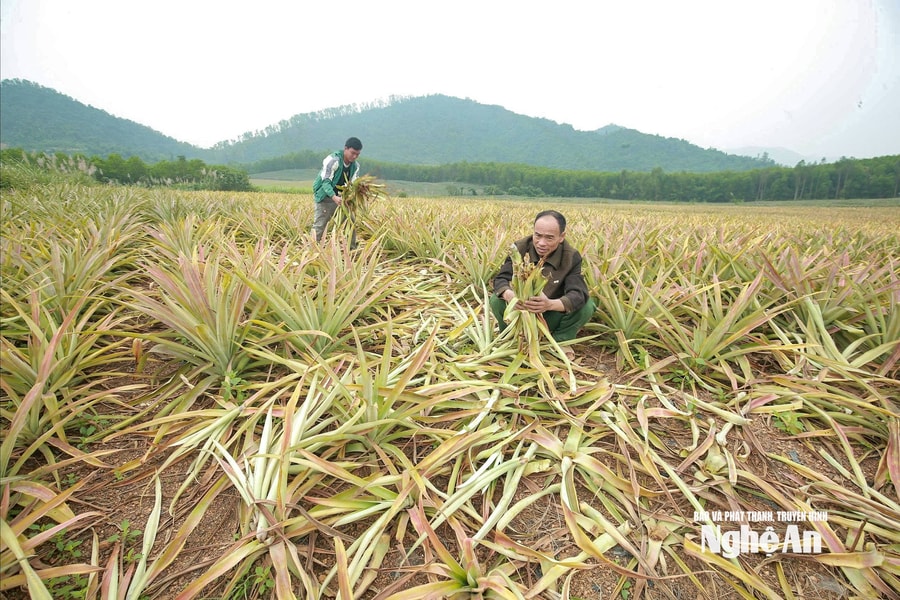 Hàng trăm héc-ta dứa ở “thủ phủ” Quỳnh Thắng bị thối nõn