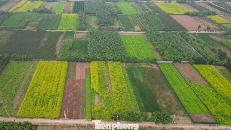 Hà Nội - Lệ Chi: Mùa hoa cải vàng trên bãi sông Đuống