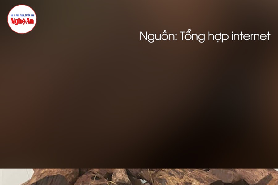 Nguy cơ xâm hại rừng bởi loài gỗ "vô danh" được thương lái Trung Quốc mua 3 triệu đồng/kg
