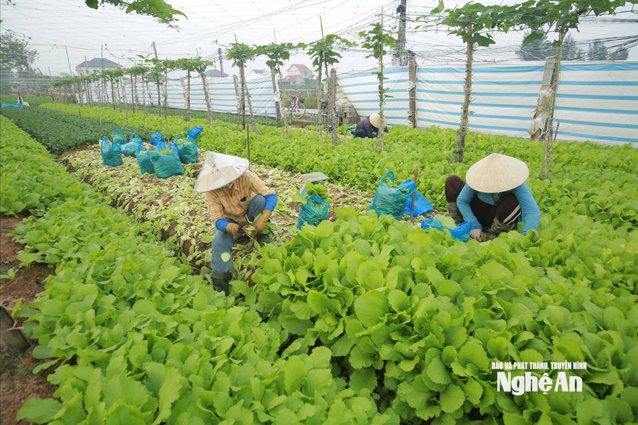 Nguồn cung tăng, giá rau xanh Nghệ An hạ nhiệt