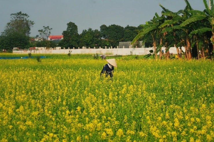 Thuận An Hà Nội: mùa hoa cải vàng ven sông Đuống đầu đông