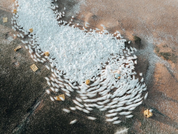 Tây Ninh: theo dấu 'lốc xoáy' vịt trắng bên núi Bà Đen