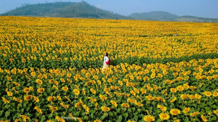 Nghệ An: Cánh đồng hoa hướng dương nở rộ, mở cửa miễn phí