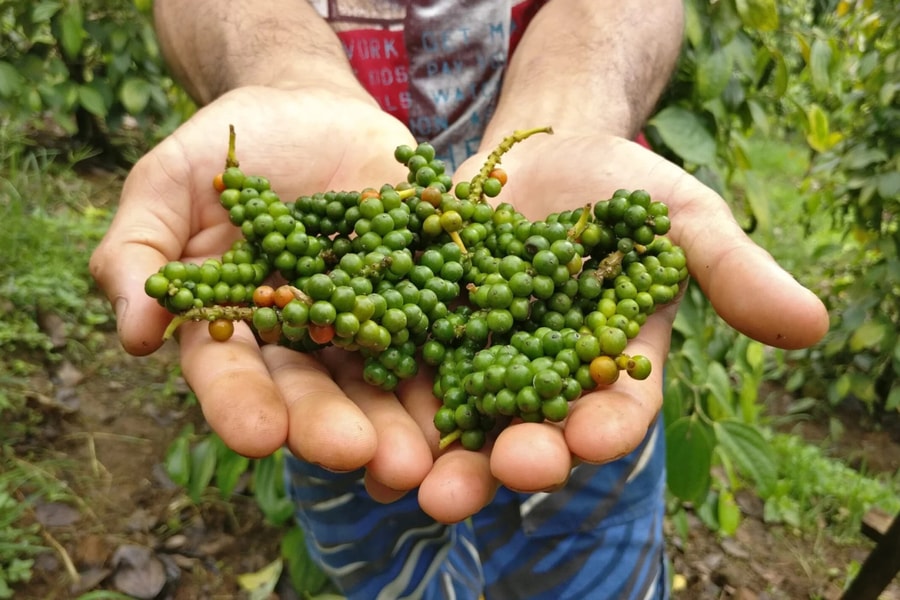 Giá tiêu hôm nay 29/12/2025: Đối mặt rủi ro sau mưa lũ