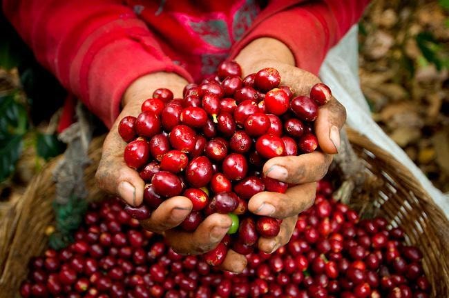 Giá cà phê hôm nay 27/12: Cao nhất đạt 96.800 đồng/kg