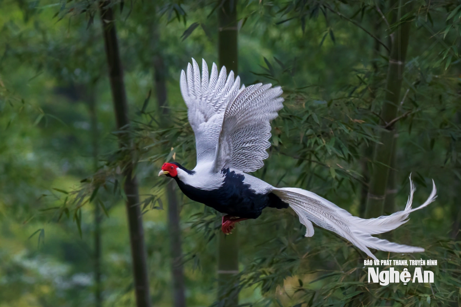 Người đàn ông Nghệ An giải cứu cá thể gà lôi trắng bị dính bẫy