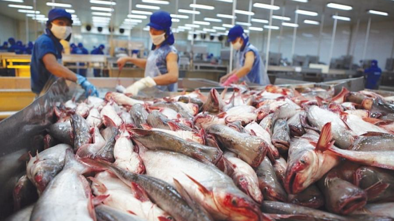 Xuất khẩu cá tra dự báo cán mốc 2,2 tỷ USD năm 2025