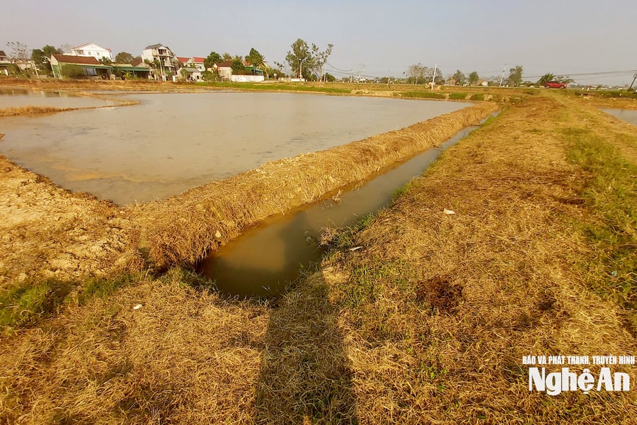 Thuốc bảo vệ thực vật bị lạm dụng, cỏ bờ ruộng chết khô