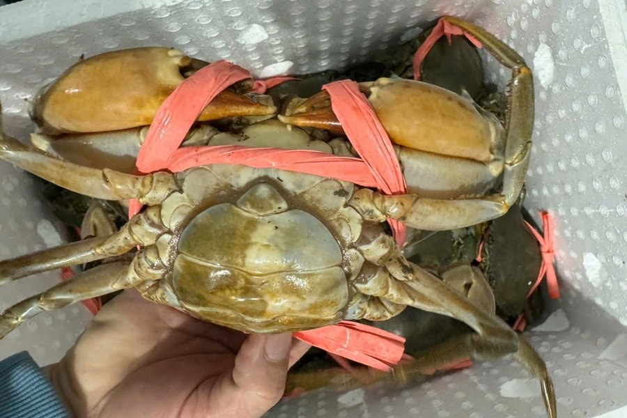 Giá cua Cà Mau tăng mạnh lên 850.000 đồng/kg trước cao điểm Tết Dương lịch