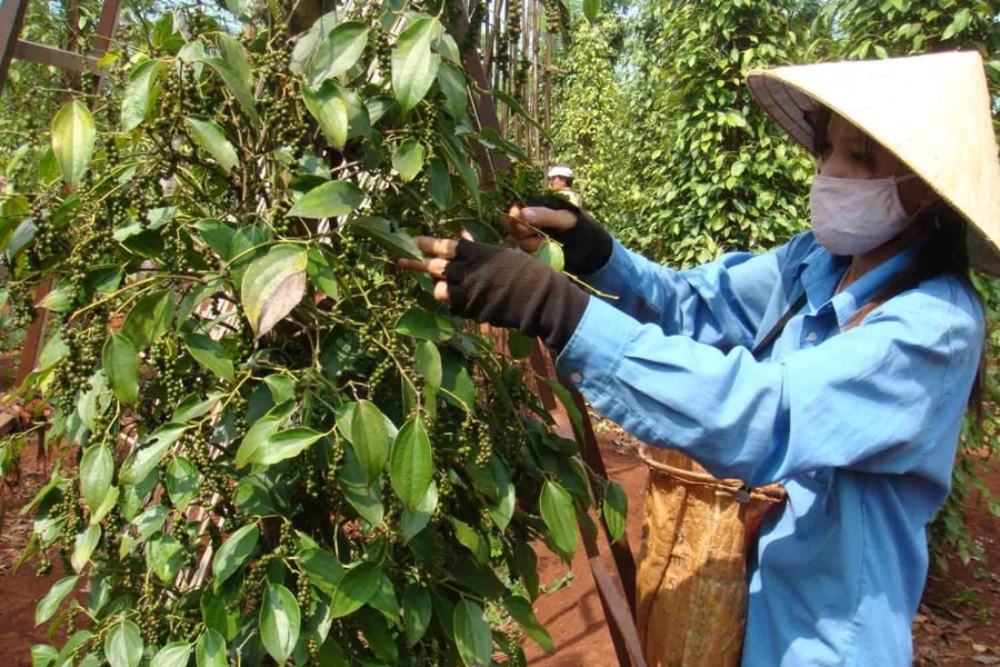 Giá tiêu hôm nay 1/1: Thị trường đi ngang, giá cao nhất đạt 151.500 đồng/kg