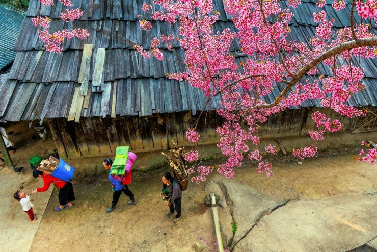 Nghệ An: Ngắm hoa anh đào nở rực rỡ trên mái nhà gỗ pơ mu tại bản Phà Nọi