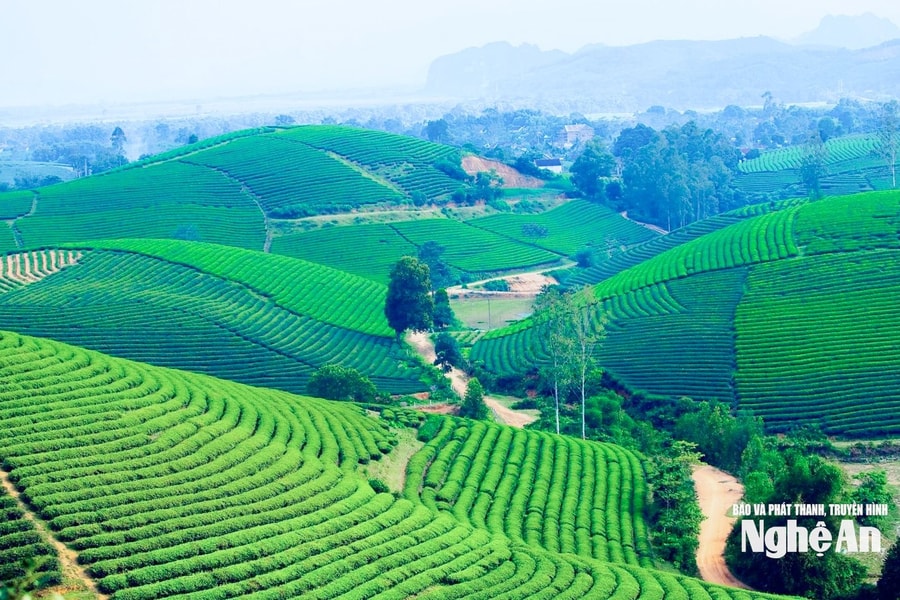 Nhiều bước chuyển quan trọng trong quản lý đất đai ở Nghệ An