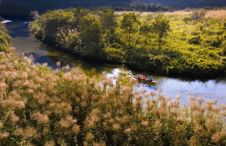Tràng An Ninh Bình: Chiêm ngưỡng mùa lau sậy trắng xóa phủ kín danh thắng di sản