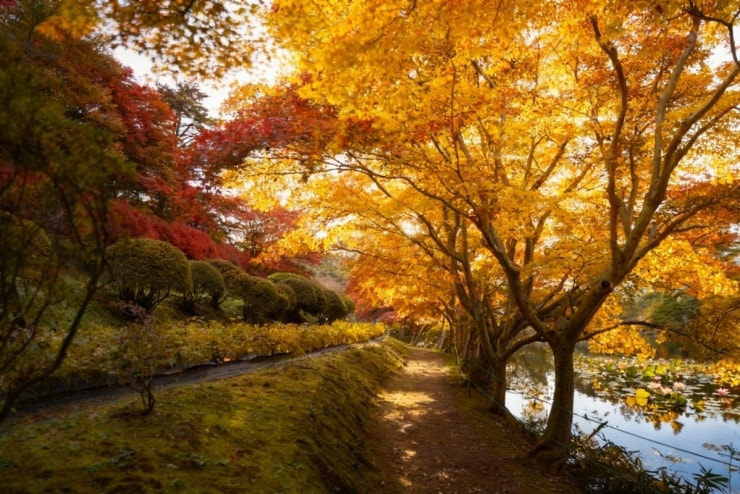 Fukushima: Vẻ đẹp mùa thu rực rỡ và những trải nghiệm đậm chất Phù Tang
