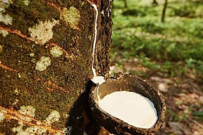Giá cao su ngày 7/1: Thị trường phân hóa mạnh, mủ nội địa ổn định ở mức 440 đồng