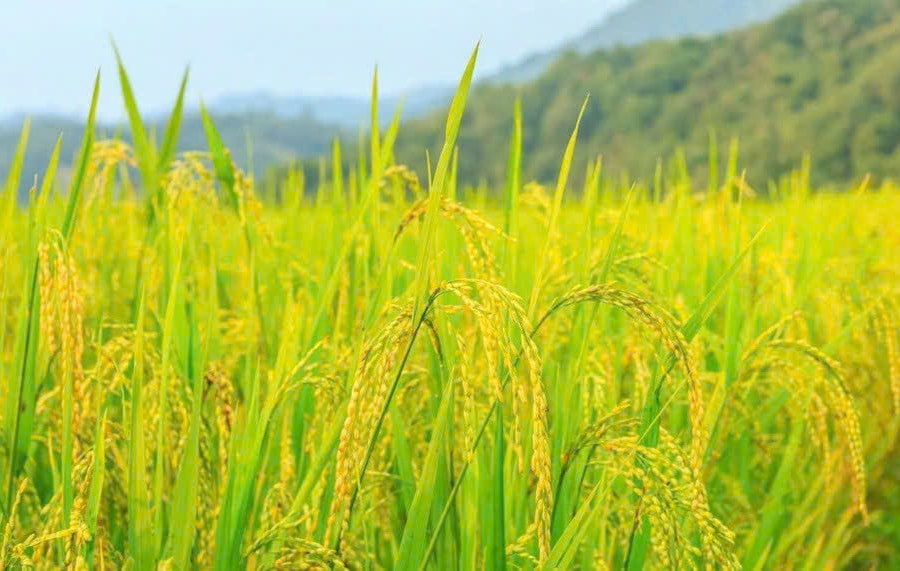 Giá lúa gạo hôm nay 8/1: Gạo nguyên liệu giảm nhẹ, giá cám tăng thêm 300 đồng