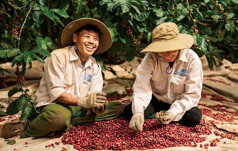 Giá cà phê hôm nay 8/1 tăng mạnh 1.000 đồng/kg