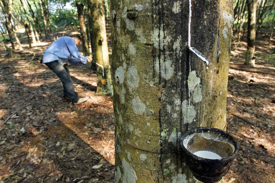 Giá cao su hôm nay 9/1: Thị trường thế giới tăng mạnh, sàn Osaka lập đỉnh 10 tháng