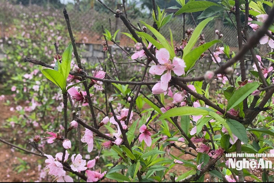 Người trồng đào Nghệ An “đứng ngồi không yên” vì hoa nở sớm, nguy cơ mất trắng cả vụ