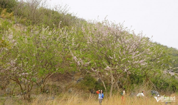 Vũng Tàu (TPHCM): Sắc hồng hoa đỗ mai nở rộ trên đồi Con Heo dịp cận Tết