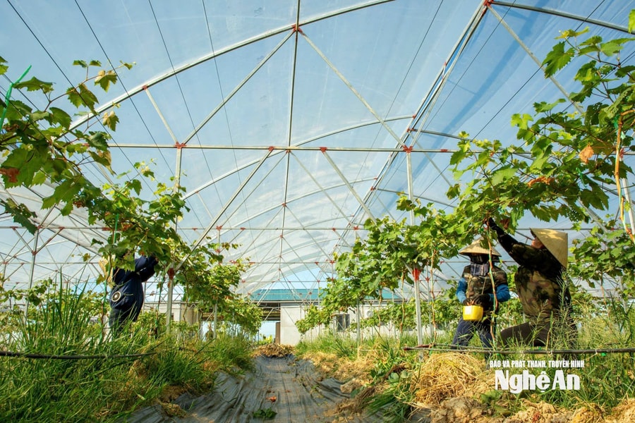 Nông dân Nghệ An nâng tầm giá trị nông sản nhờ ứng dụng công nghệ cao