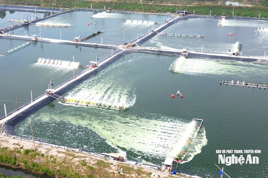 Chủ động nguồn nước, người nuôi tôm vụ Đông ở Quỳnh Anh kỳ vọng trúng lớn dịp Tết