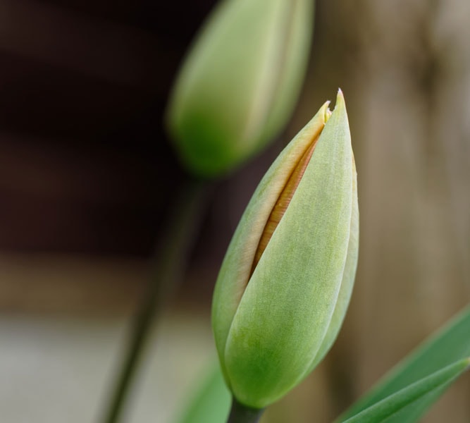 5 kỹ thuật chụp ảnh hoa trong nhà chuyên nghiệp giúp nâng tầm tác phẩm nhiếp ảnh