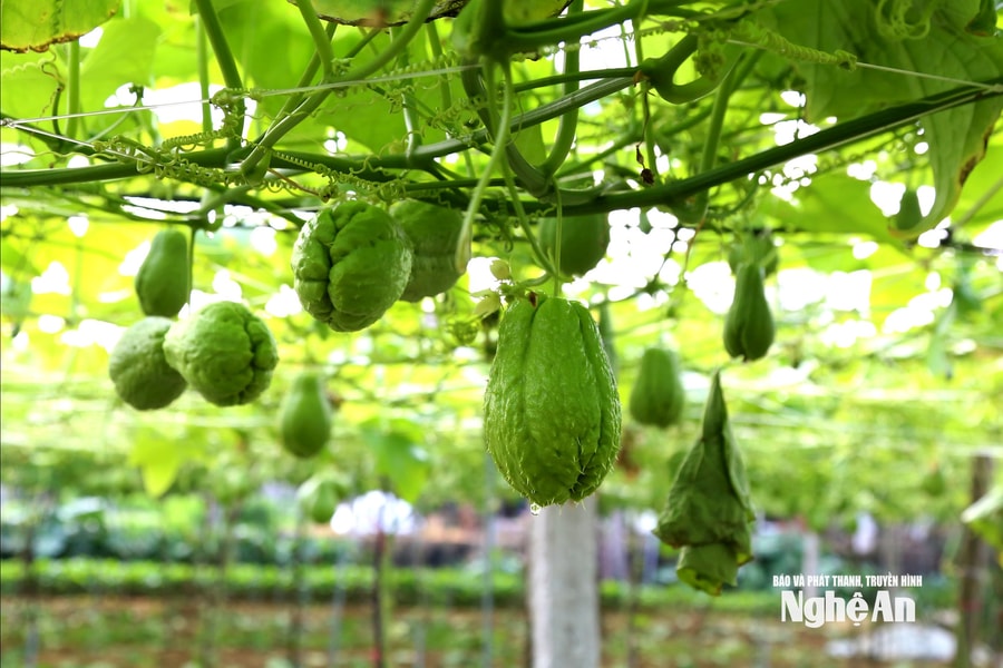 Thủ phủ su su Nghệ An vào mùa