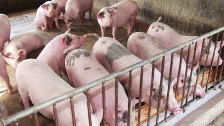 Giá heo hơi hôm nay 15/1: Miền Trung và miền Nam đồng loạt tăng, chạm mốc 76.000 đồng/kg