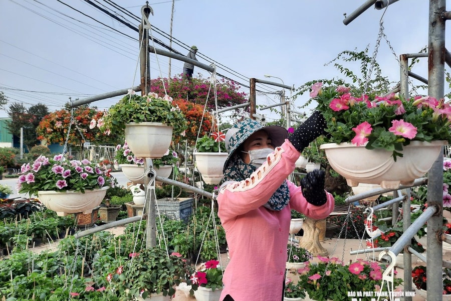 Đào, quất, mai, lan và cuộc mưu sinh Tết...