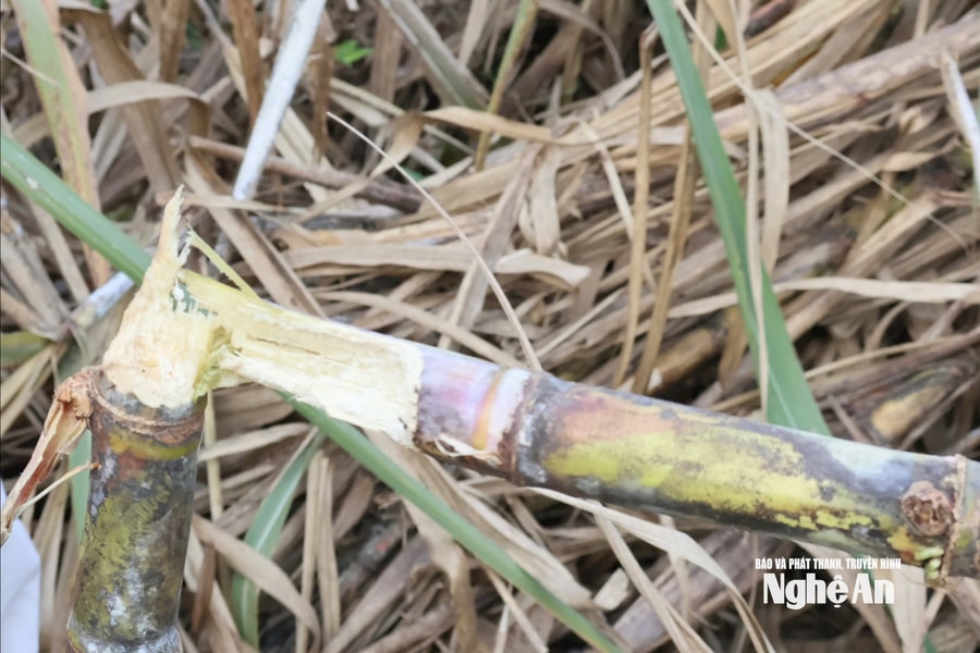 Hàng trăm héc ta mía cận kề thu hoạch bị chuột cắn phá