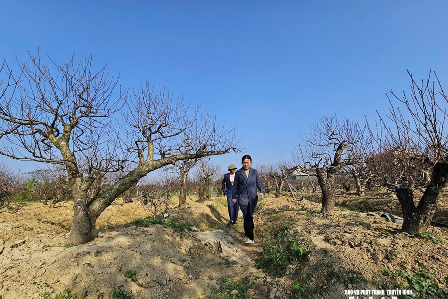 "Bỏ túi" nửa tỷ mỗi năm từ chăm và cho thuê đào cổ thụ chơi Tết