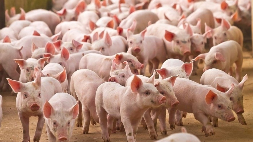 Giá heo hơi hôm nay 18/1: Thị trường đi ngang, mức giá cao nhất đạt 75.000 đồng/kg