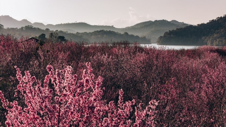 Điện Biên: Khám phá 'đảo hoa anh đào' Sakura nở rực rỡ giữa lòng hồ Pá Khoang thơ mộng