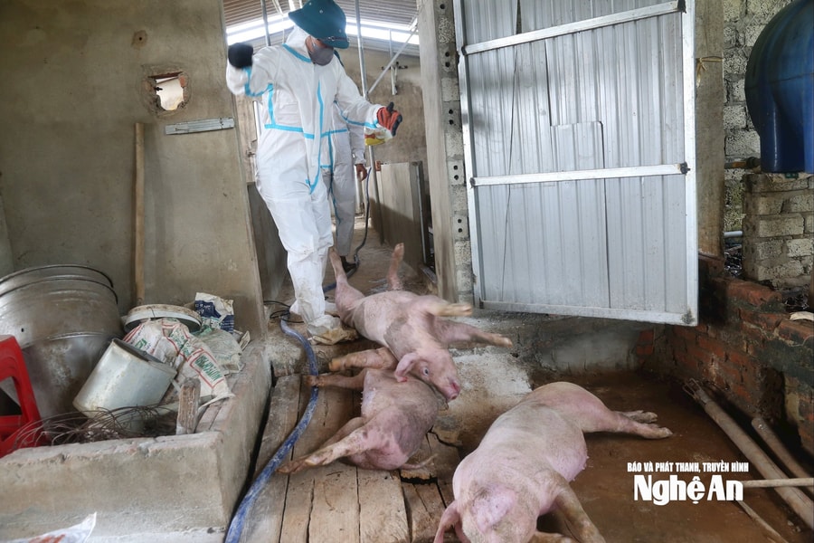 Nghệ An: Chi hơn 94 tỷ đồng hỗ trợ người dân có lợn nhiễm dịch tả lợn châu Phi và cúm gia cầm