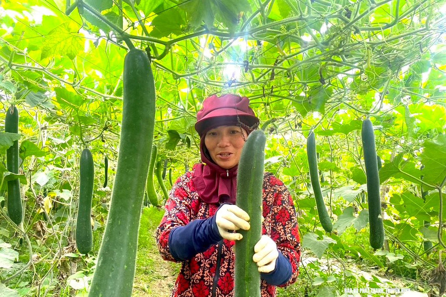 Bí xanh Nghệ An được mùa, được giá dịp cận Tết